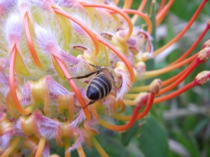 Bee with pincushion