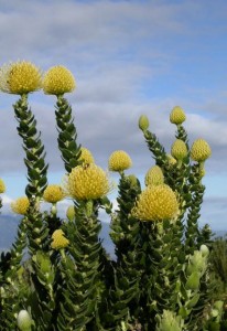 bright yellow with nice long stems