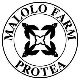 Proteas of Maui   -from Malolo Farm